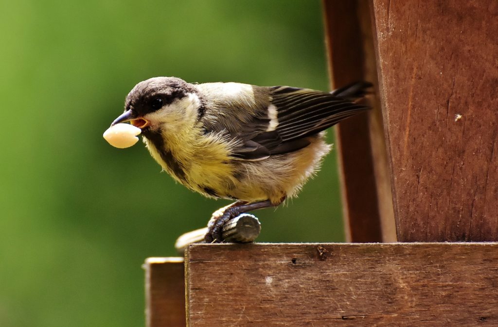 the birds and the seeds